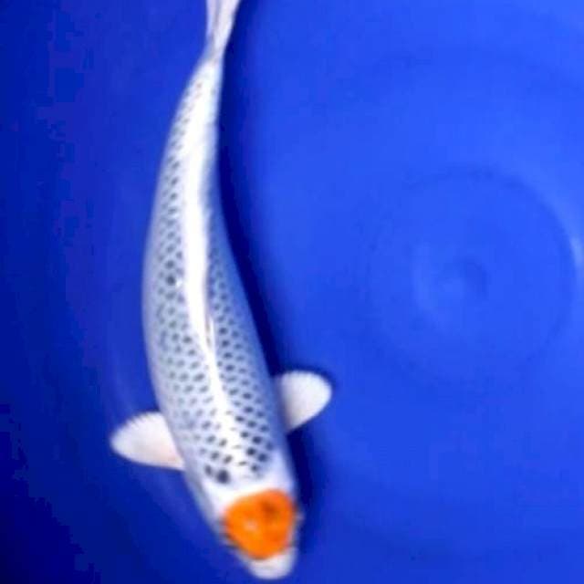 Tancho kujaku 30cm