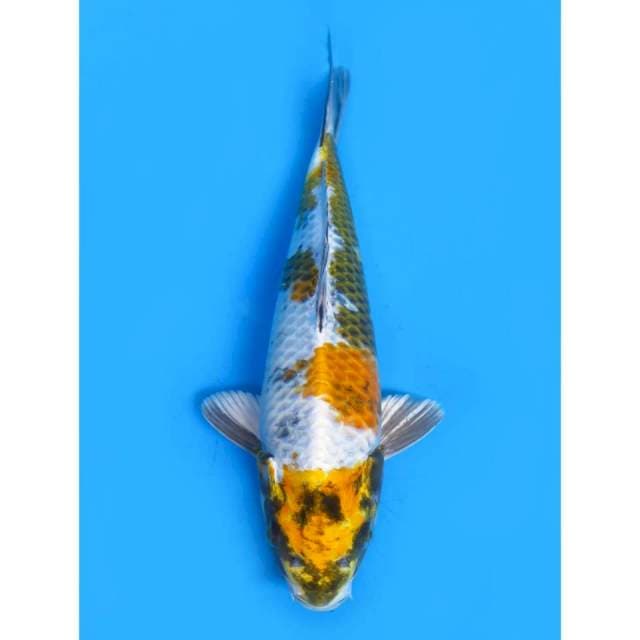 Kin Showa - 28cm Male