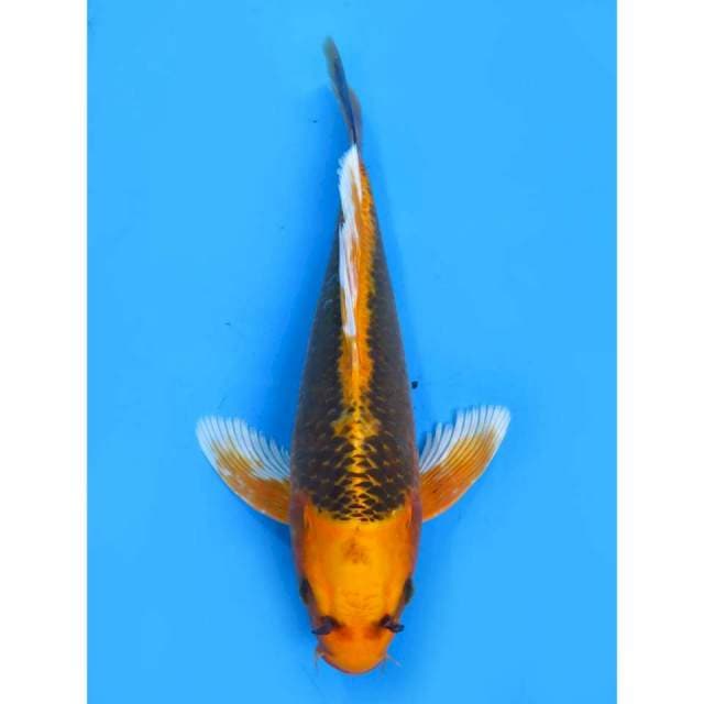 Matsuba Kumpay - 38cm 