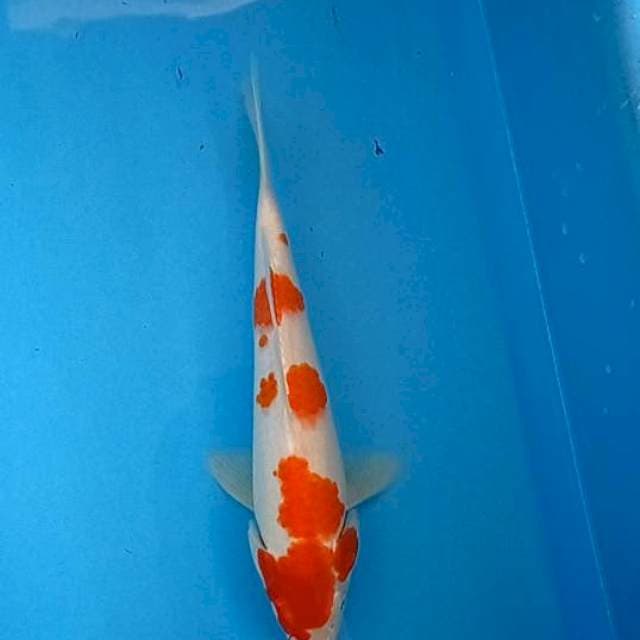 Kohaku 30cm