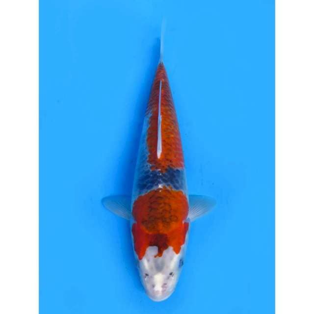 Red Ghosiki - 33cm