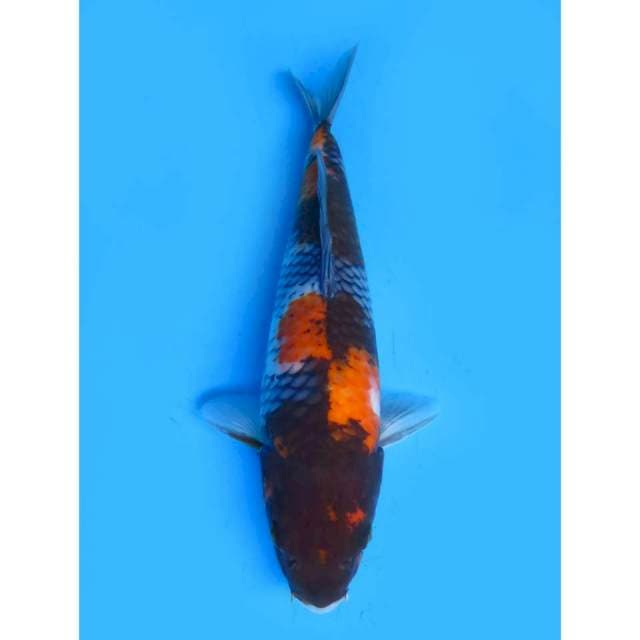 Showa Antik - 31cm