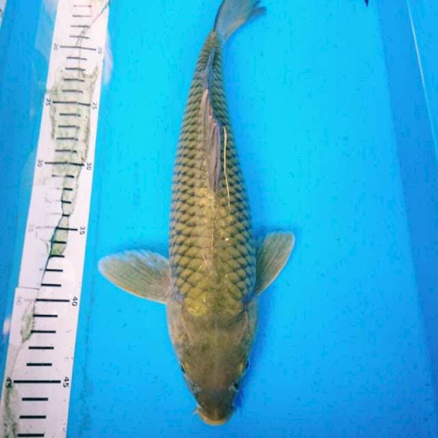 MIDORIGOI 35 cm