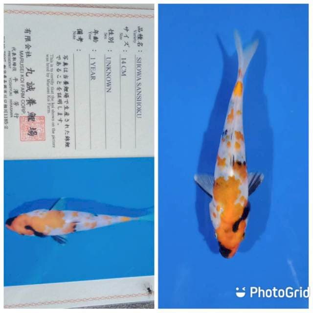 Showa tosai marusei
