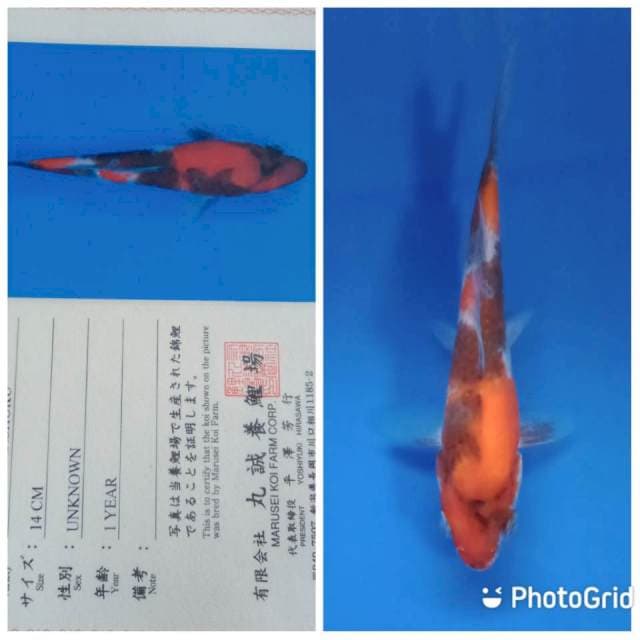 Showa tosai marusei 