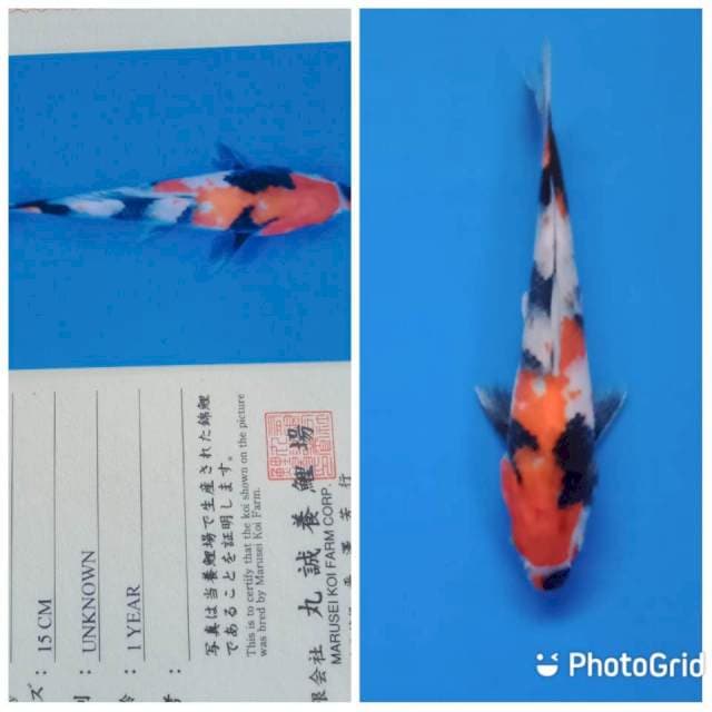Showa marusei