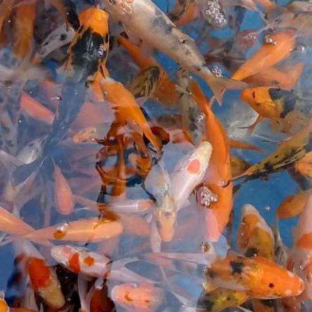 Bibit Mix 350 ekor kohaku sanke