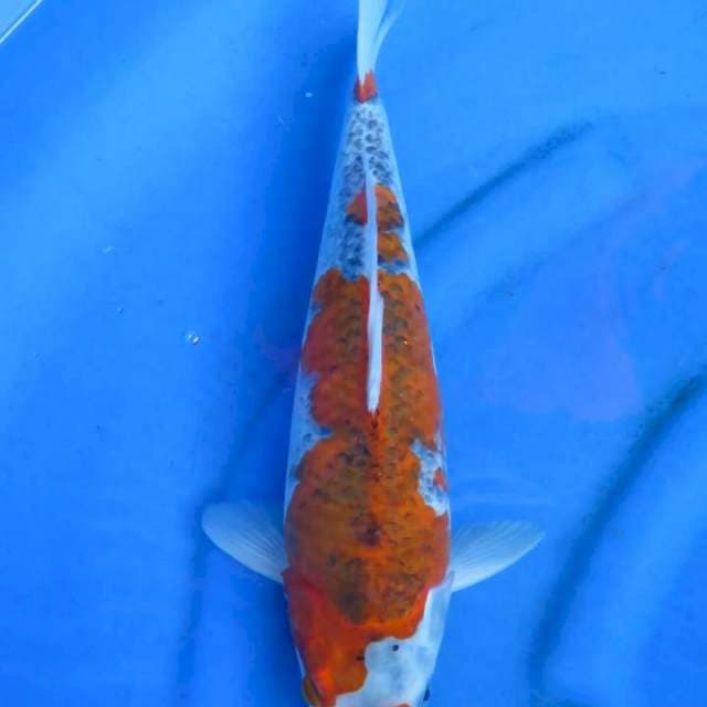 Goshiki 38cm
