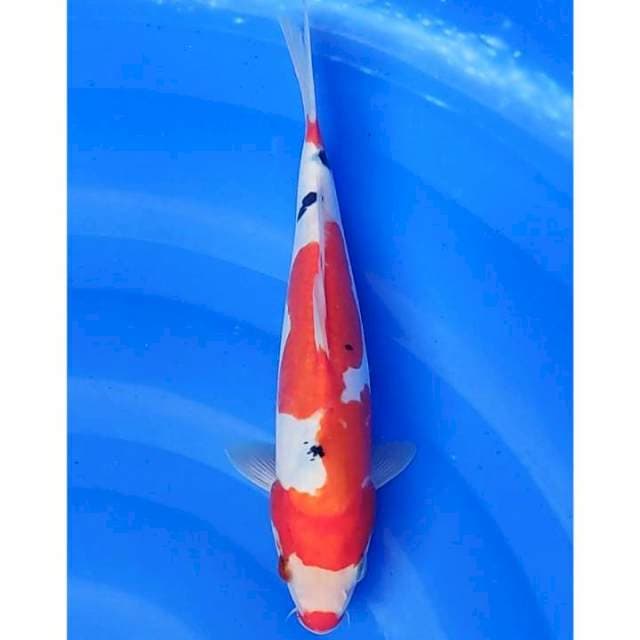 Kuchibeni Doitsu Sanke 25cm (F)