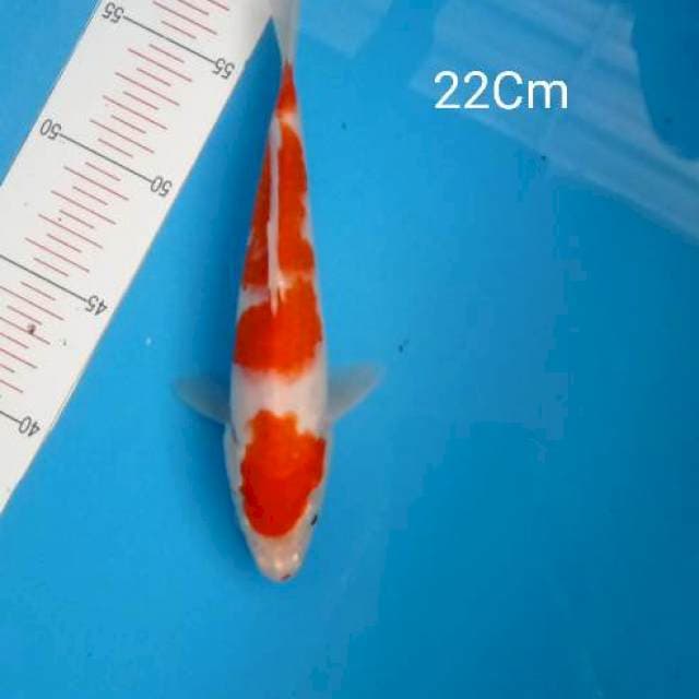 Kohaku strong 22cm