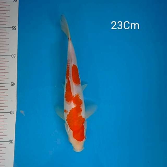 Kohaku 23Cm