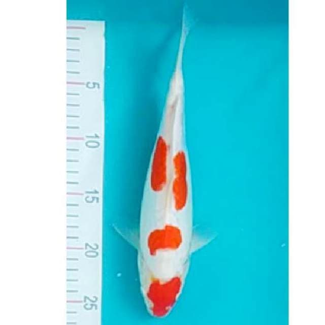 Kohaku Doit 29cm