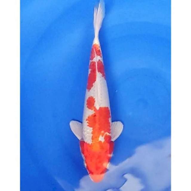 Sakura Ogon (Kohaku Hikari) Full Hikari 29cm (M)