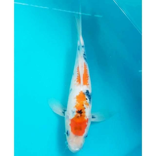 Kumpay showa 29cm