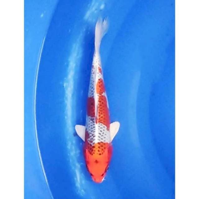 Kujaku Original 29cm (F)