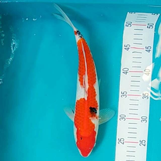 Sanke Strong 33cm 