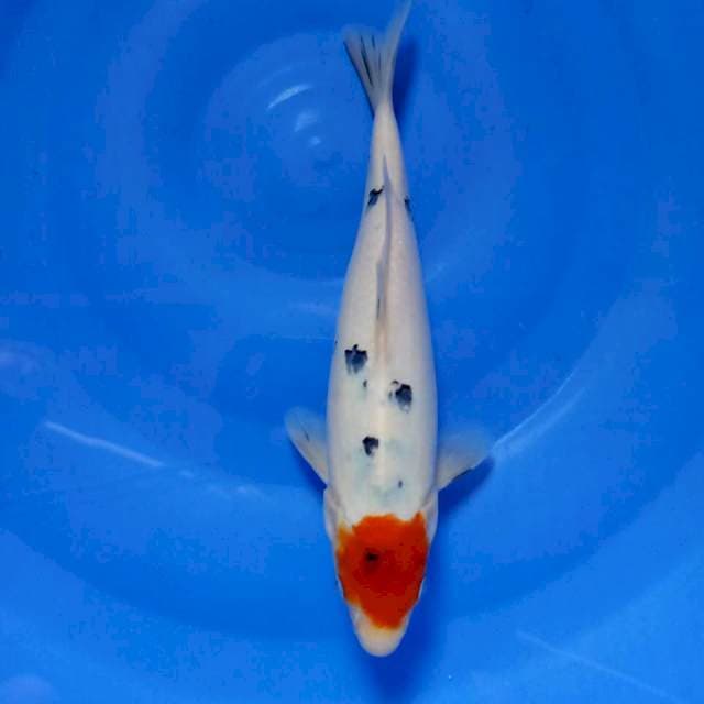 Tancho sanke ori 30cm