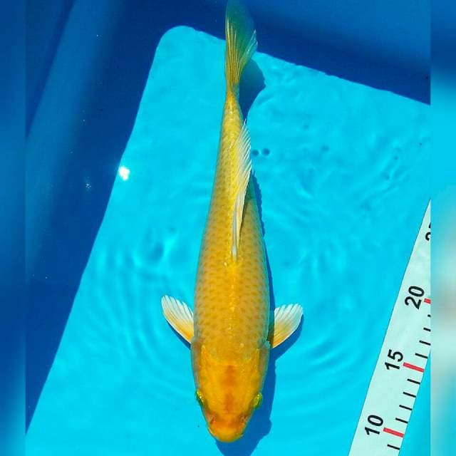 Yamabuki ogon 31cm