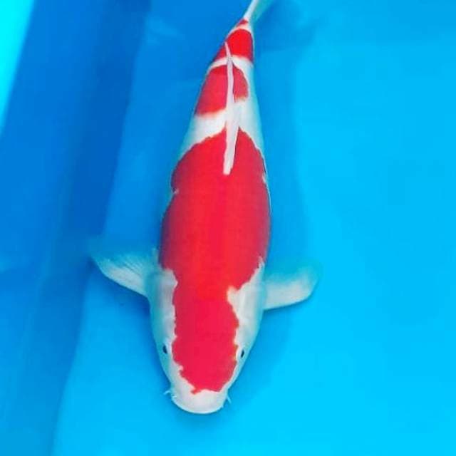 Kohaku 45 bu 😍🤩😍