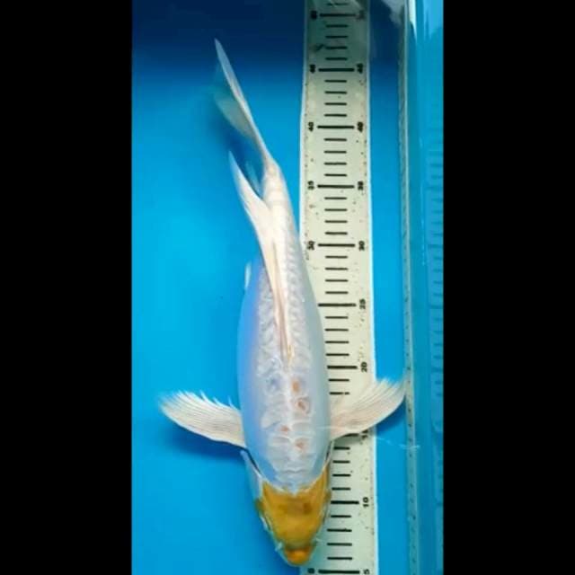 TANCHO HARIWAKE DOITSU KUMPAY PUNUK 40 Cm