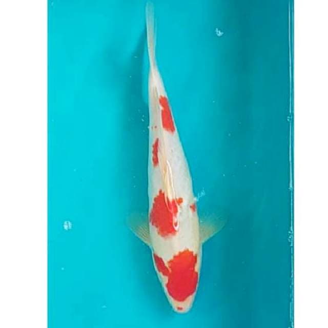 Kohaku Jantan 34cm