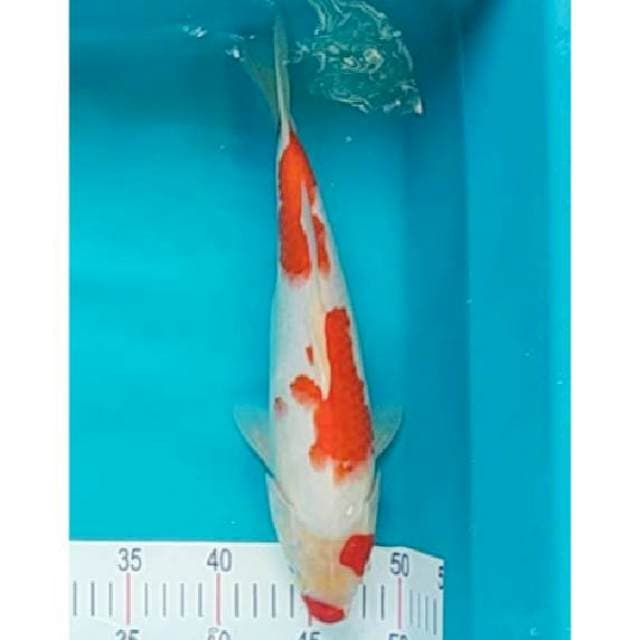 kohaku 33cm