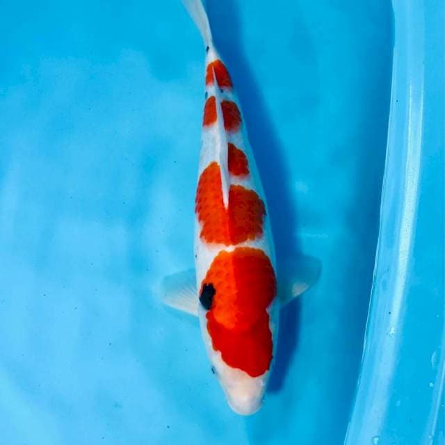 Sanke, 39 cm