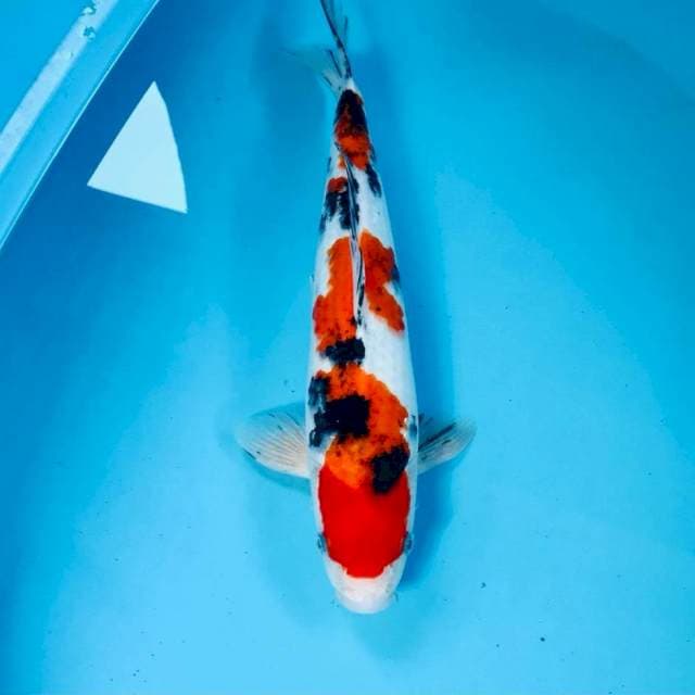 Sanke, 37 cm