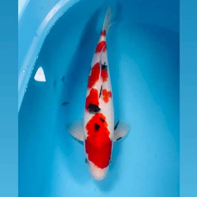 Sanke, 38 cm