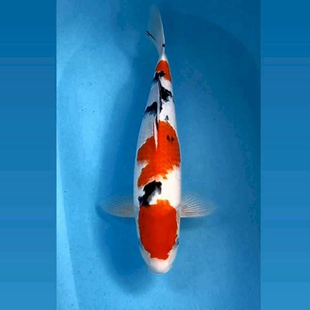 Sanke, 40 cm