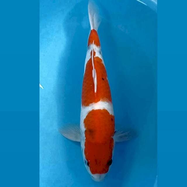 Showa, 42 cm