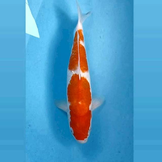Kohaku, 33 cm