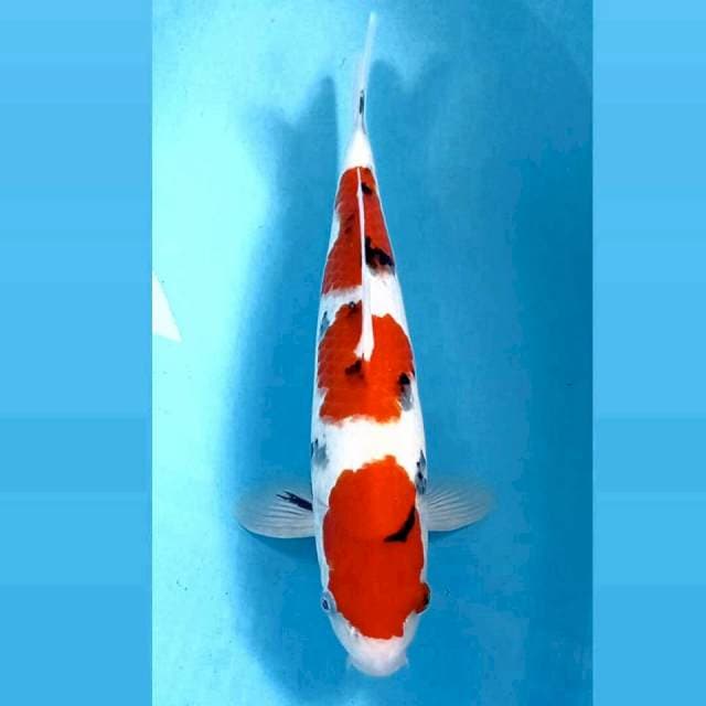Showa, 39 cm