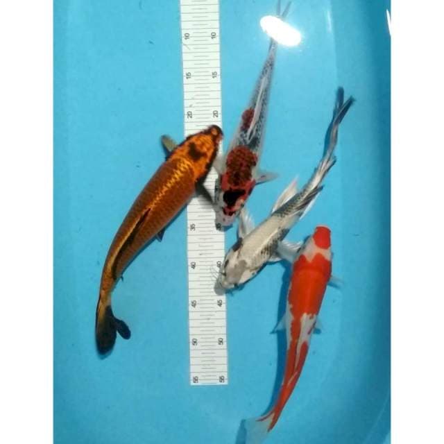 Mix 29-33cm