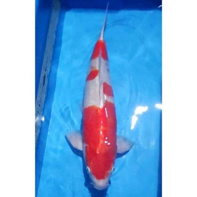 Jumbo Kohaku Original 53cm (M)