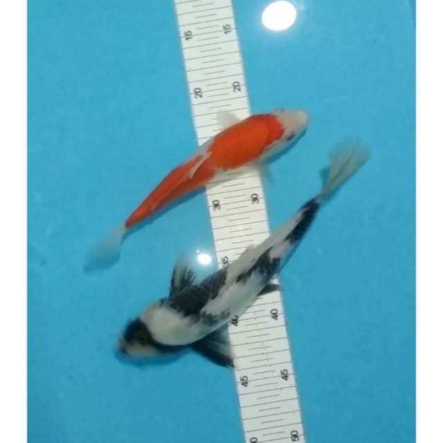 23,28cm