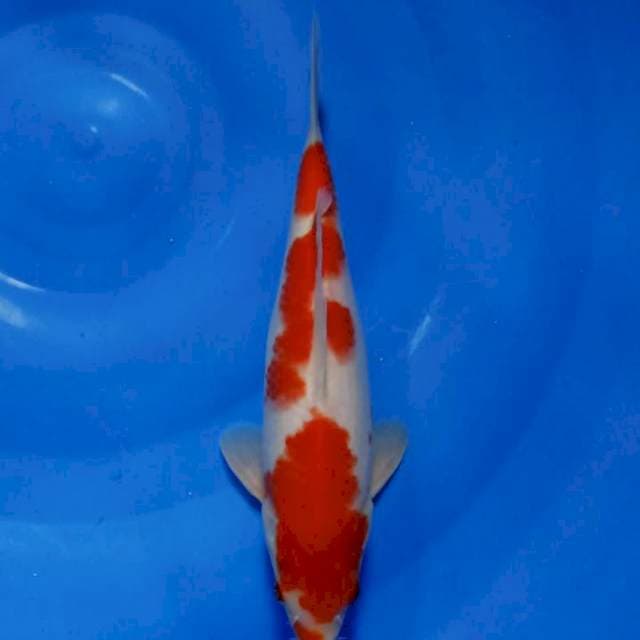 Kohaku 26Cm
