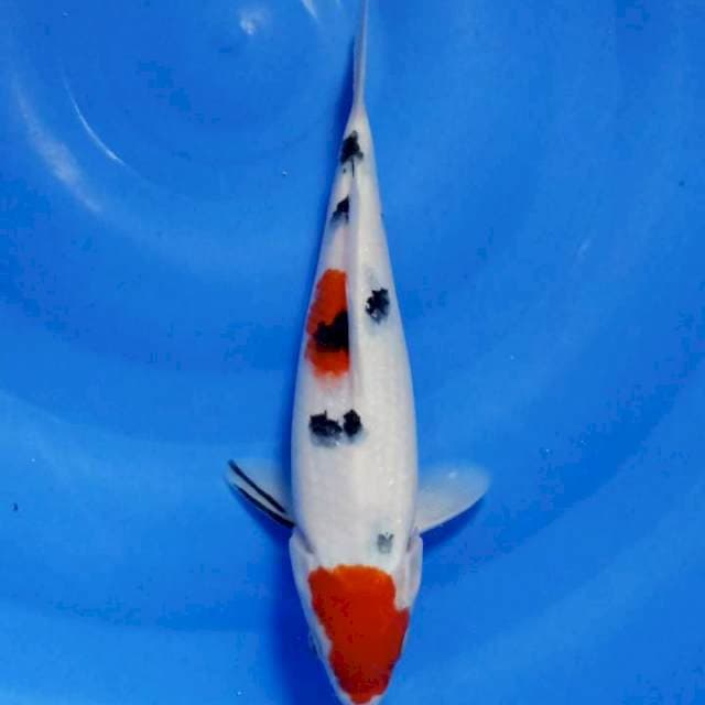 Maruten sanke 26Cm