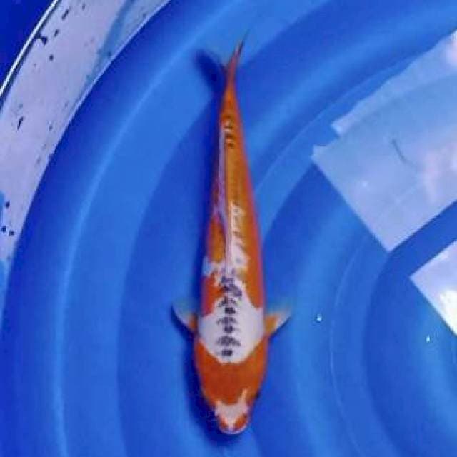 Hana Shusui 30cm