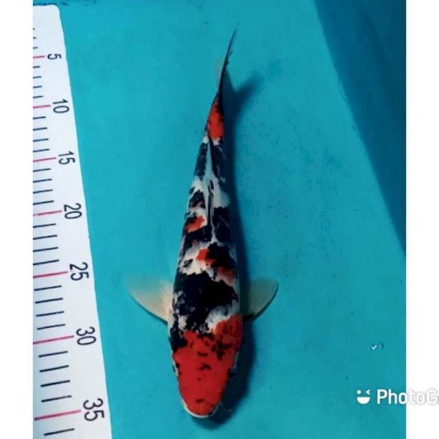 Sanke strong 31cm