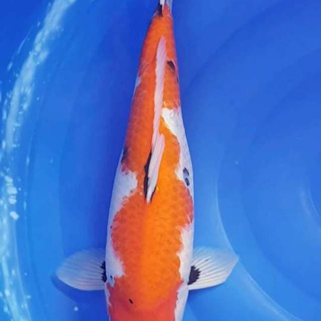 Showa tategoi jos jumbo 43 cm