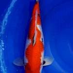 Showa tategoi jos jumbo 43 cm