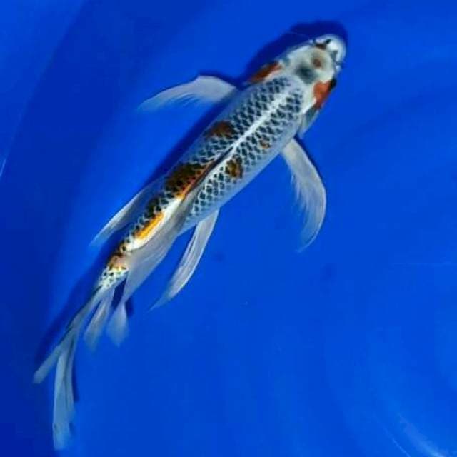 Kumpay Kujaku 35cm