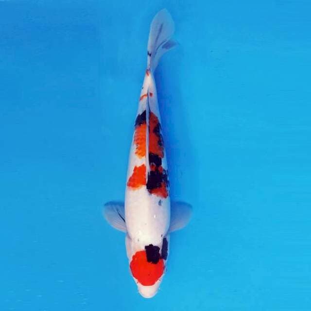 MAGURO 2 - Maruten sanke ®