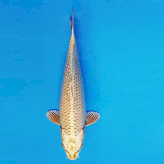 MAGURO 4 - Golden Mukasi ®