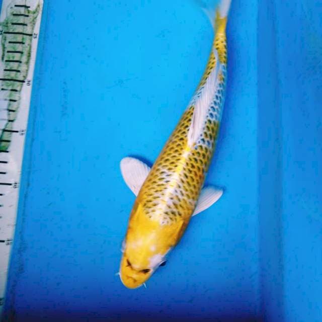 Hariwake