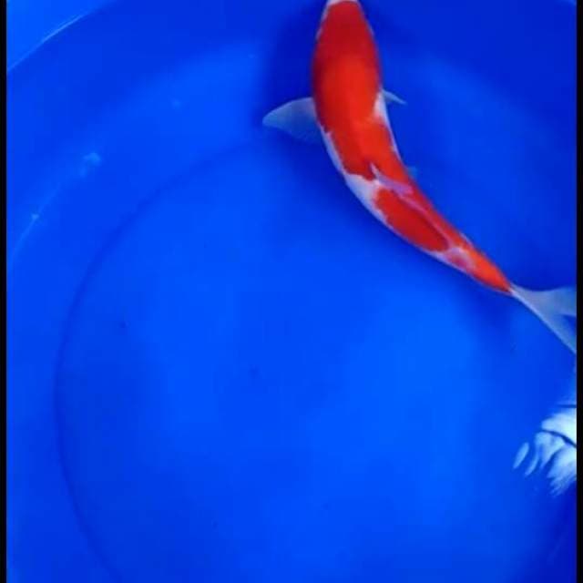 Kohaku merah joss