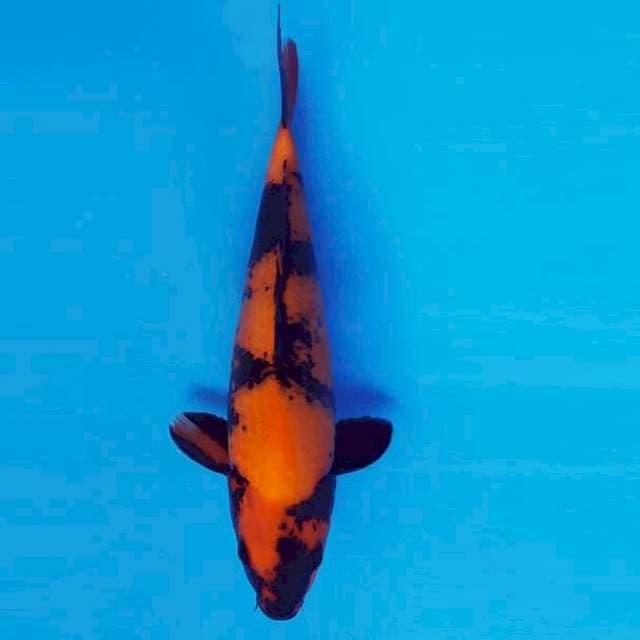 MAGURO 12 - Utsuri ®