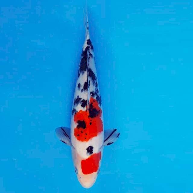 MAGURO 14 - Sanke ®