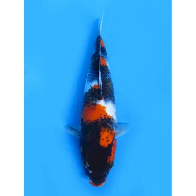 JT Showa F1 - 35cm